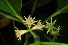 Bruguiera cylindrica